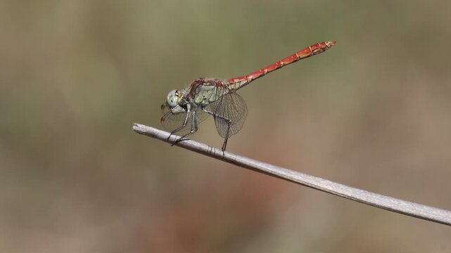 Lib&eacute;lula Sympetrum sinaiticum Dumont con hermoso bokeh posada sobre junco mueve la cabeza, Bocairent, Espa&ntilde;a