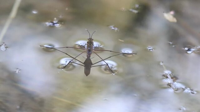 Zapatero de agua Gerris lacustris es empujado por un compa&ntilde;ero, Bocairent, Espa&ntilde;a