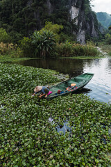 Fototapeta premium A female worker harvesting water lilies with wooden rowing boat in Vietnam