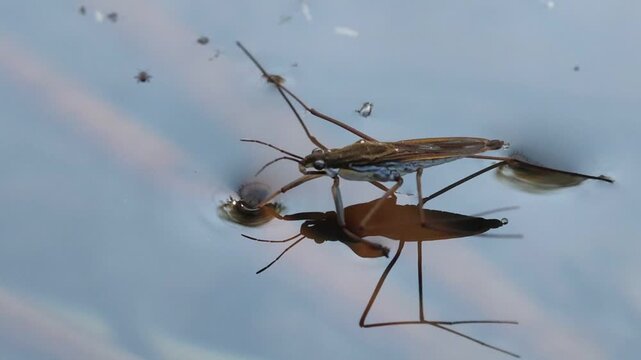 Zapatero de agua Gerris lacustris acicalandose las patas,  Bocairent, Espa&ntilde;a