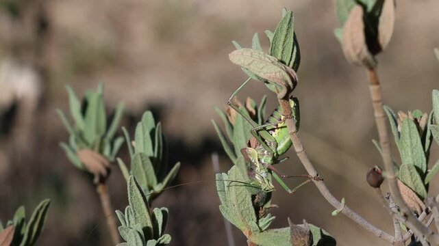 Grillo Steropleurus andalusius cantando en planta de jara, Bocairent, Spain