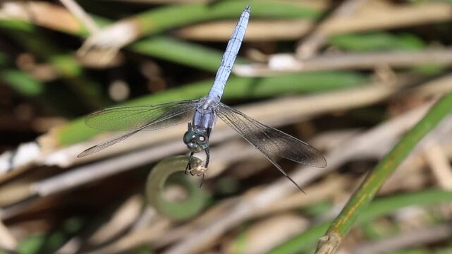 Libelula Orthetrum brunneum, Centinela azul posada sobre junco vista desde arriba, Bocairent, Espa&ntilde;a