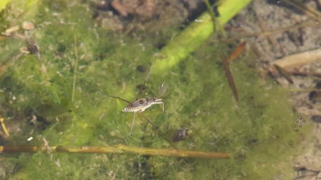 Zapatero de agua Gerris lacustris arrastrado por el viento en el agua,  Bocairent, Espa&ntilde;a