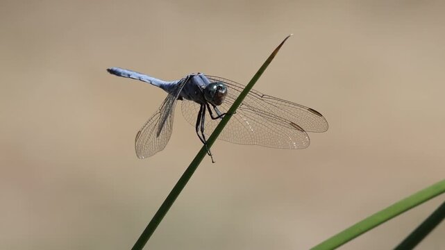 Libelula Orthetrum brunneum, Centinela azul posada sobre junco sube sus alas y sale volando, Bocairent, Espa&ntilde;a