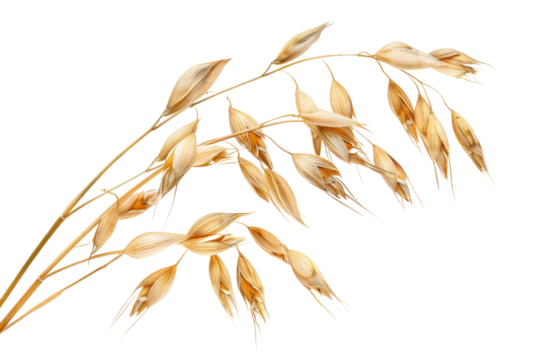 Close-up photo of oat kernels with shiny golden husks, isolated on white background.