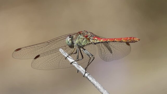Lib&eacute;lula Sympetrum sinaiticum Dumont con hermoso bokeh posada se aferra a junco por el viento, Bocairent, Espa&ntilde;a