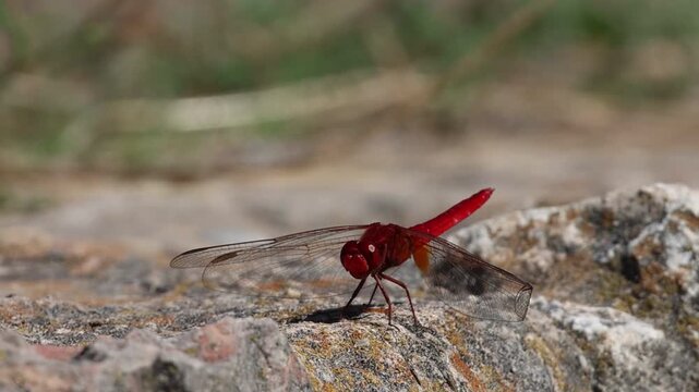 Lib&eacute;lula escarlata ( Crocothemis erythraea ) posada se limpia los ojos con sus patas para despues salir volando, Bocairent, Espa&ntilde;a