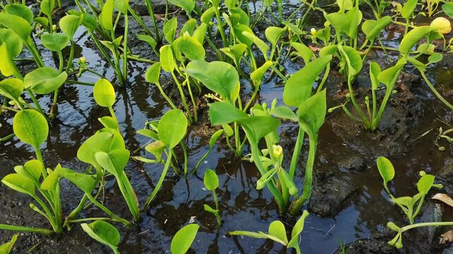 Limnocharis flava plant and water flow