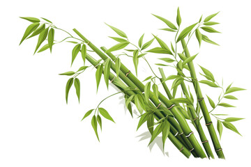 Obraz premium PNG Bamboo plant white background asparagus.