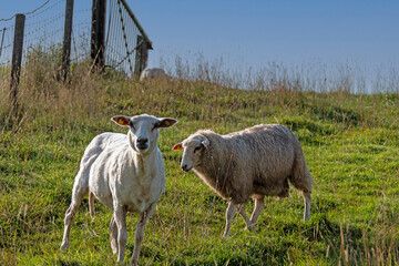 Deichschafe am Emsdeich, die Tiere bewegen sich frei und laufen mal auf dem Weg aus Beton mal über die Wiese des Deichs .Sie halten sich in der Nähe von Tor und Zaun auf © Heidi