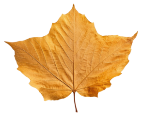PNG Leaf plant tree fragility.