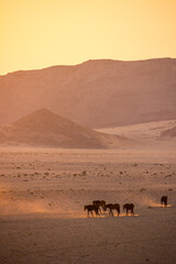 A herd of desert horses kicking up dust while trekking along the barren plains at Aus in Namibia at Dawn