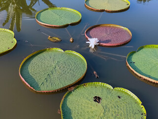 Victoria amazonica floating on pond. Its a species of flowering plant and among the largest in the...