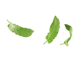 Fototapeta premium Three vibrant green mint leaves isolated on a transparent background.