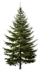 Fototapeta premium PNG Plant tree pine fir.