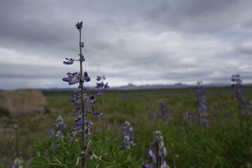 Landscape of Iceland