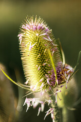 Teasel in flower, Dipsacus fullonum