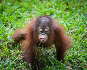 Borneo orangutan 
