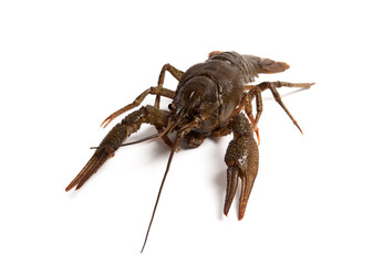 Crawfish isolated on white background