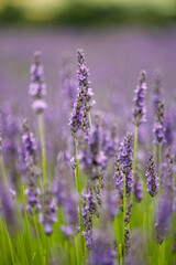 Lavender growing in a lavender field.
