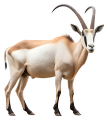 Fototapeta premium PNG Scimitar Horned Oryx wildlife animal mammal.