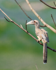 indian gray hornbill