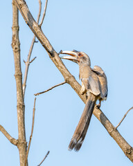 indian gray hornbill