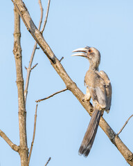 indian gray hornbill