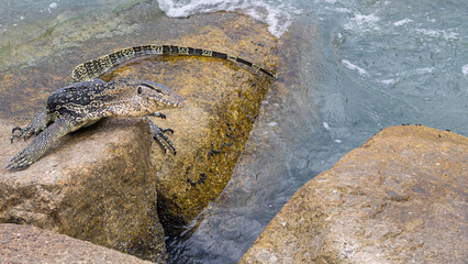 Monitor Lizard in Penang Beach