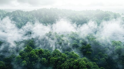 
Fog in the rainforest. Aerial view.