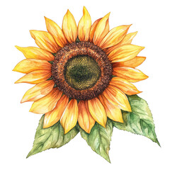 Fototapeta premium Vibrant sunflower with golden petals and green leaves, perfect for nature-themed designs or floral arrangements.
