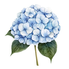 Beautiful blue hydrangea flower arrangement with intricate petals and green leaves, perfect for seasonal decor and floral designs.