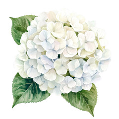 Fototapeta premium Beautiful hydrangea flower cluster featuring soft white petals and lush green leaves, perfect for nature-inspired decor.