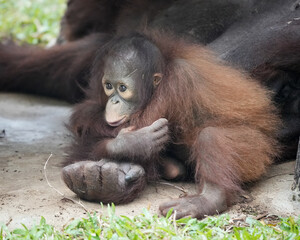 Borneo orangutan 