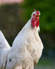 White rooster crowing in a farm