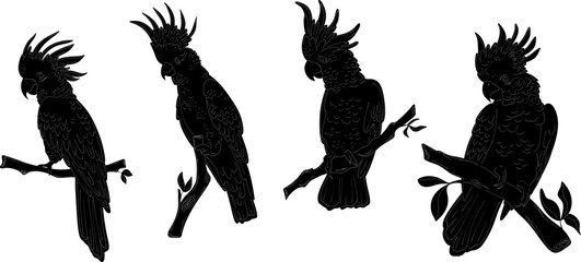 Cockatoo set Natural look Black vector silhouette Design element