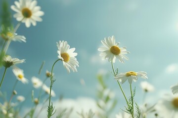 Chamomile Flowers. Beautiful Blossoms on Meadow under Blue Sky