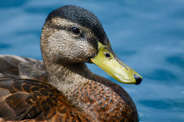 PAPERA-ANATRA COMUNE