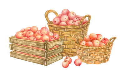 Isolated composition of red apples in wooden crate and wicker baskets. Watercolor hand drawn vintage box and pannier full of fruits crop from APPLE HARVEST collection. Farmers market or garden clipart