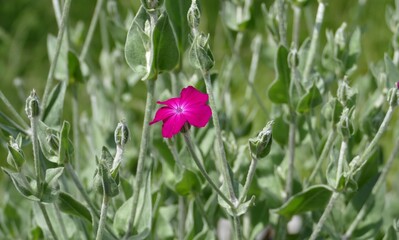 Eine einsame Lichtnelke am Strauch