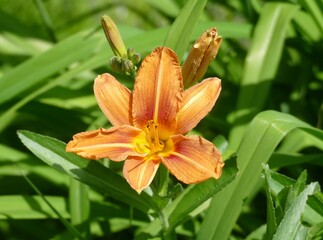 Eine Feuer Lilie in der Sonne
