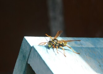 Eine Wespe auf dem Insektenhotel