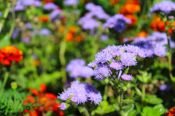 marigold flowers and blue flowers in the park