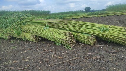 Green jute field. The jute is being dried on the ground. Jute is a type of bast fiber plant. Jute...