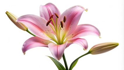 Naklejka premium Delicate pink lily flower in full bloom, petals softly curled, standing upright on a stem against a pure white isolated background, exuding elegance and serenity.