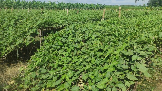 pointed gourd plant, pointed gourd, pointed gourd tree in india,	
