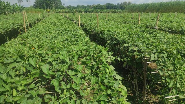 pointed gourd plant, pointed gourd, pointed gourd tree in india,	