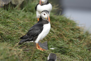 Naklejka premium Puffin Iceland