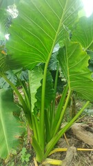 Obraz premium Alocasia brisbanensis is a plant species in the family Araceae. this plant is usually called lily or cunjevoi. has very broad leaves, natural green