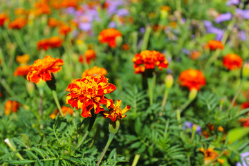 marigold flowers, beautiful orange flowers in the garden in the summer